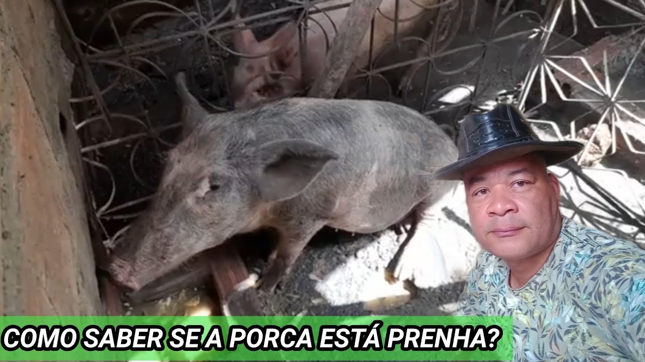 Como Saber Se A Porca Está Prenha - RETOEDU