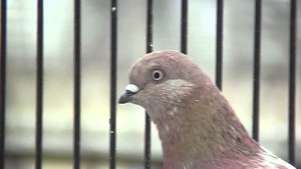 Budapesti magasröptű keringőim