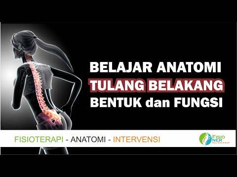 Fungsi Tulang Belakang - Belajar Anatomi