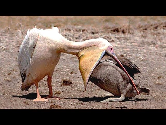 Top 10 Insanely Brutal Birds in The World! - Blondi Foks class=