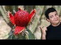 TOP 07 FRUTAS EXÓTICAS MAIS ESTRANHAS DO MUNDO l Almanaque x