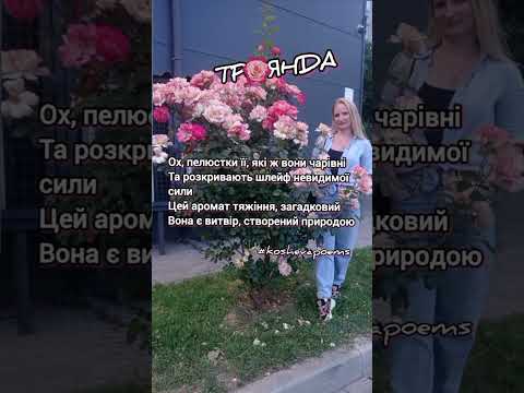 ТРОЯНДА 🌹 Дякую за 👍 #вірш #koshevapoems #троянда #віршпротроянду #rose #автор #віршіукраїнською
