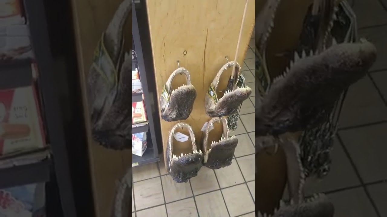 Alligator Head For Sale In Florida