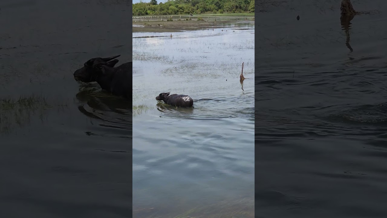Peaceful Buffalo Swim A Glimpse into Farm Animal Life 