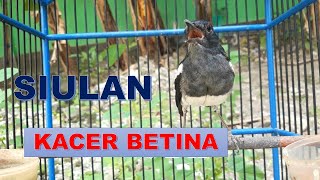 KAcer betina MEMANGGIL kacer Jantan agar CEPAT RESPON GACOR Dan BIRAHI