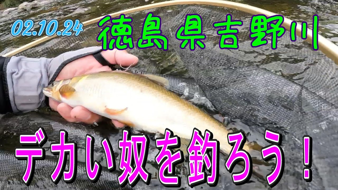 徳島県吉野川、ケタの瀬での二日目の様子。尺鮎を狙いましょ！ - YouTube