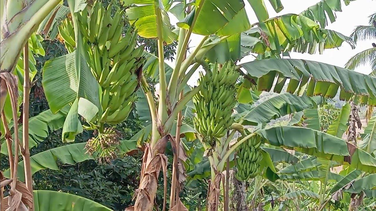 Colhendo banana da terra plantio misto 