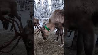 Live sound of reindeer bell 🔔🦌💙❄️
