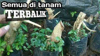 Bonsai Serut Tanam Terbalik || Cara Tanam Bonsai Serut