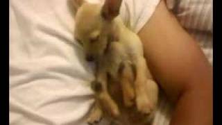 My chiuaua/terrier/miniature pinscher/japanese shihtzu mixed puppy