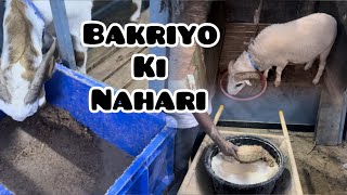 Bakriyo ki Nahari || feed time || Quality Bantam & Barbari goats  @ BB goats.