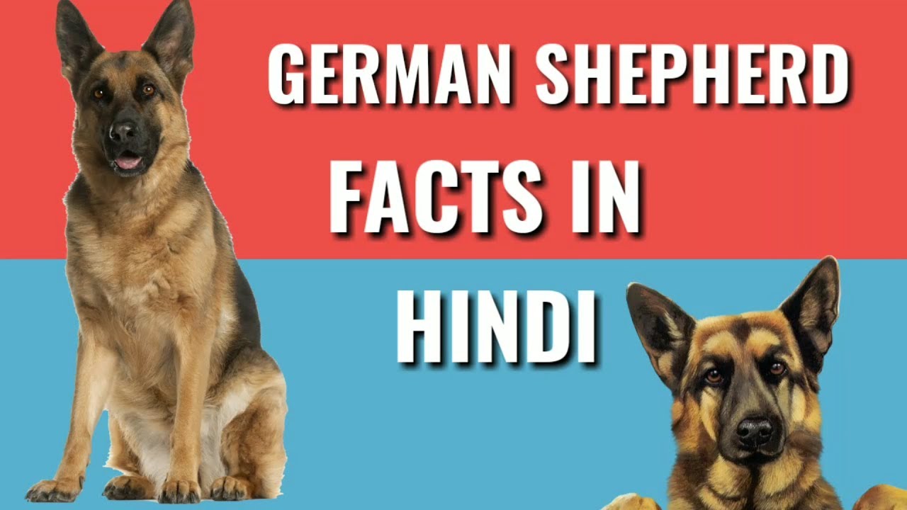 German Shepherd dogs fact in hindi facts YouTube