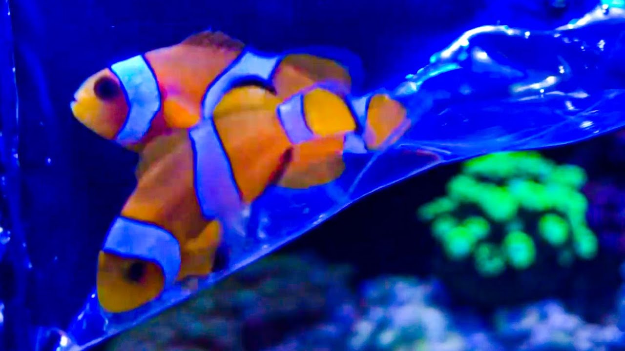 Adding Clownfish to Nano Reef Tank (Nemo Fish) YouTube