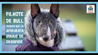Filhote De Bull Terrier Que Já Apresenta Sinais De Desafios.