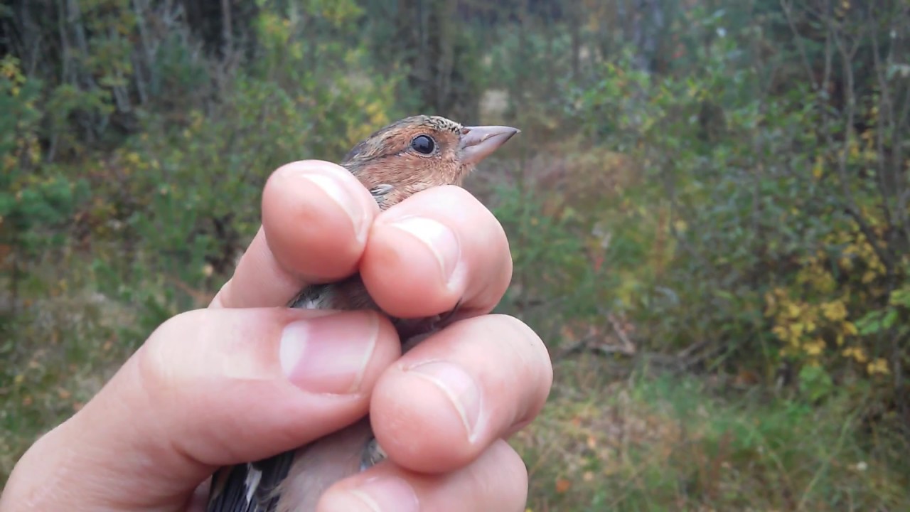 Как маленький зяблик защищает Планету? Как выглядит зяблик ...