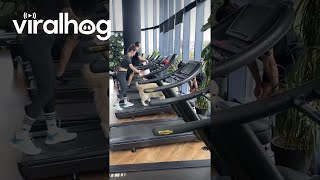 Woman and Dog Walk on Treadmill || ViralHog