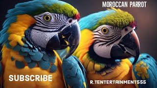 macaw parrots #video #viralvideo #viralshort #shortvideo #youtube  #youtubeshorts  #ytshorts