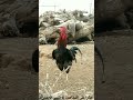 صراخ الديك البلدي صوت الديك كصوت الدجاجة 