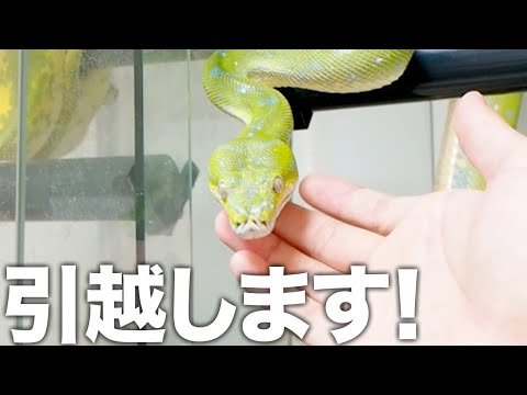 I bought a new, spacious cage for my Green Python - YouTube