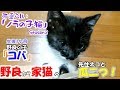 可愛らしい「ノラの子猫」Season2 #1 野良の赤ちゃんネコを保護！家族に迎えました！しかも先住猫と瓜二つ＾＾