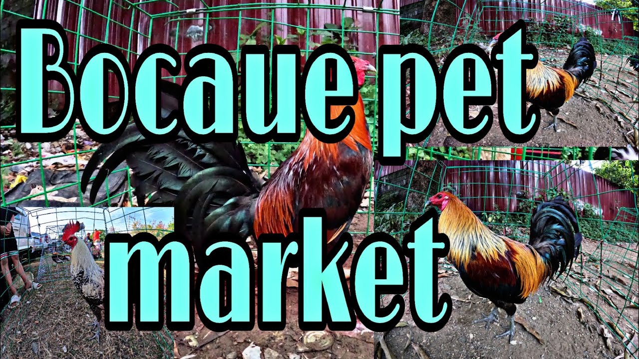 BOCAUE PET MARKET,
