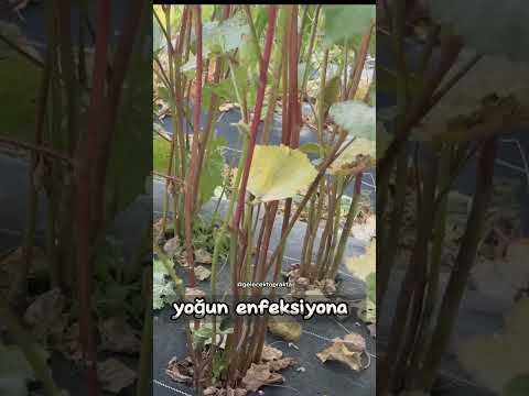 Video: Sence Otlar - Bitkisel Bitkilerle Kap Bahçeciliği İçin İpuçları