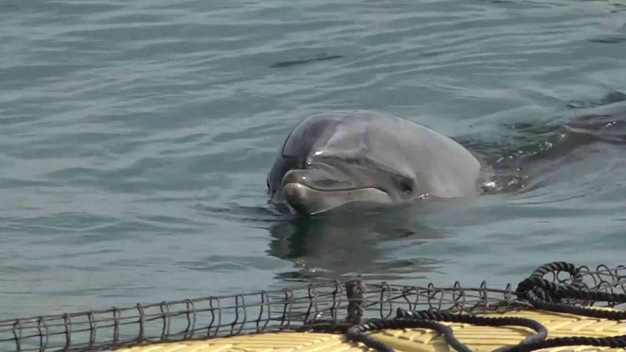 イルカ 錦江湾にイルカを探しに行こう！ | いおワールドかごしま水族館