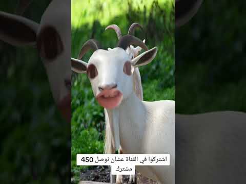 الماعز وهو بيقول اسم اشرف Momen Weal 