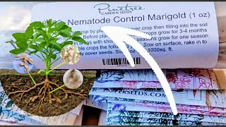 Big Pinetree Seed Haul + Nematode Control Seeds
