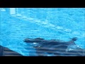 Shouka&#39;s First Full Day at Seaworld!