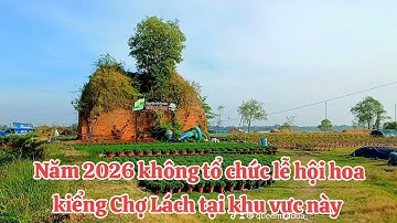 Bà con ở Phú Sơn Chợ Lách trồng và chăm sóc cúc mâm xôi chuẩn bị cho tết xuân 2026