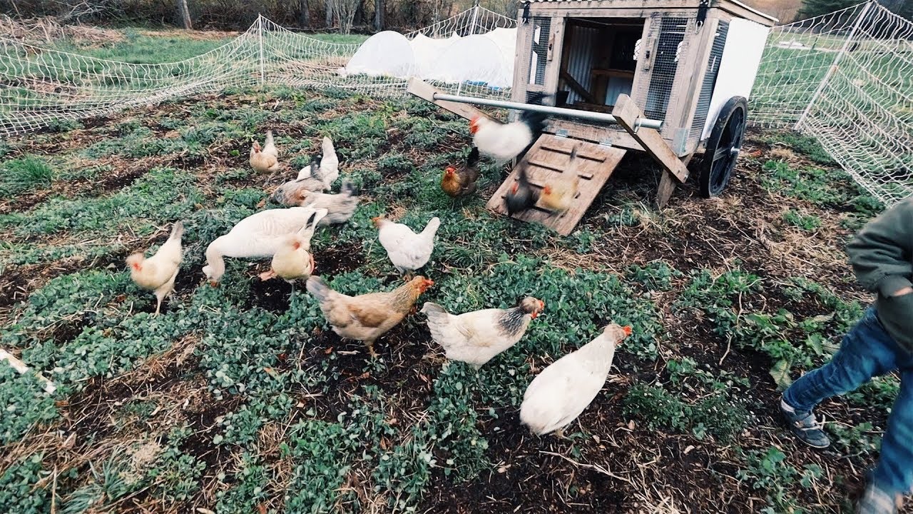 Chickens ‘Gang Up’ to Prepare Land For My Orchard YouTube
