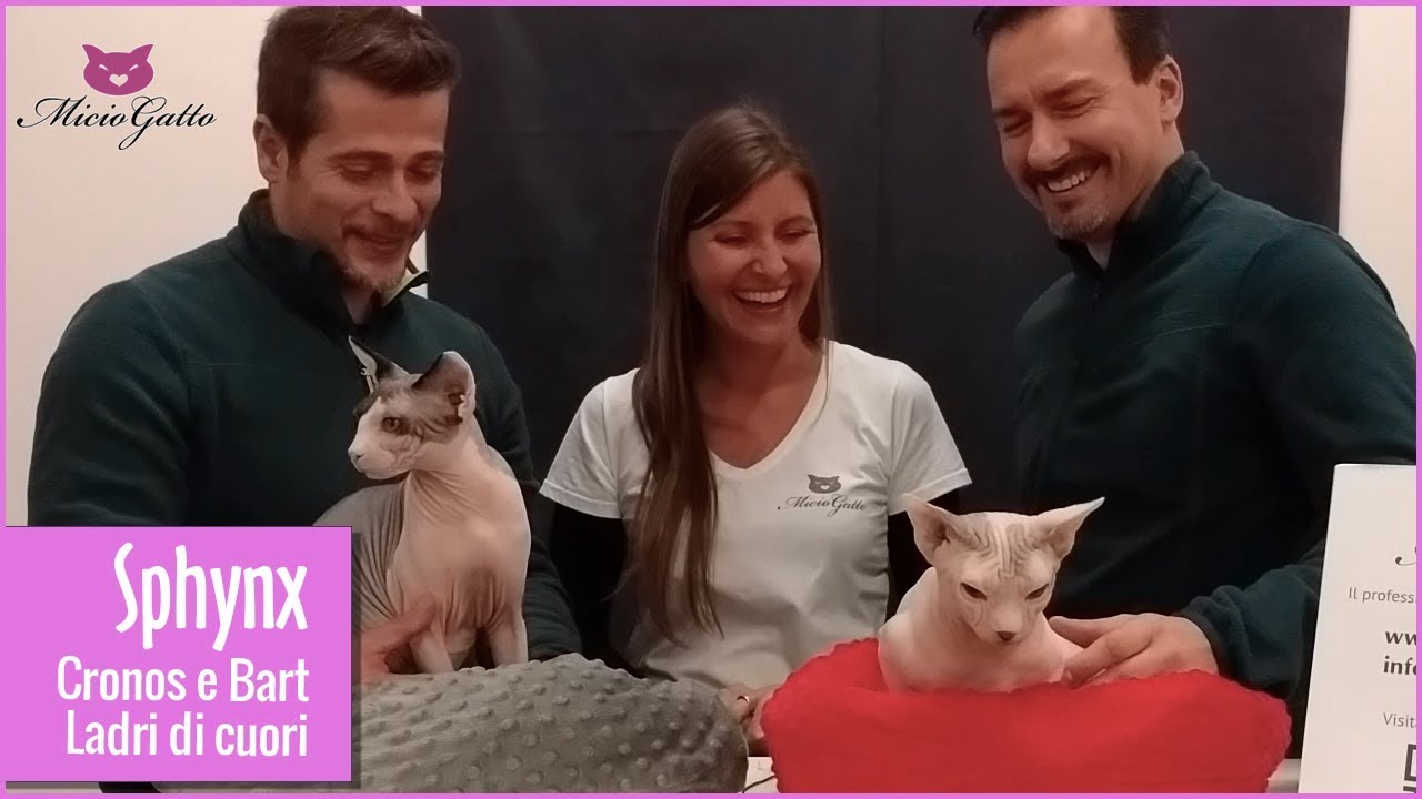Sphynx, il gatto nudo: Cronos e Bart ❤😺