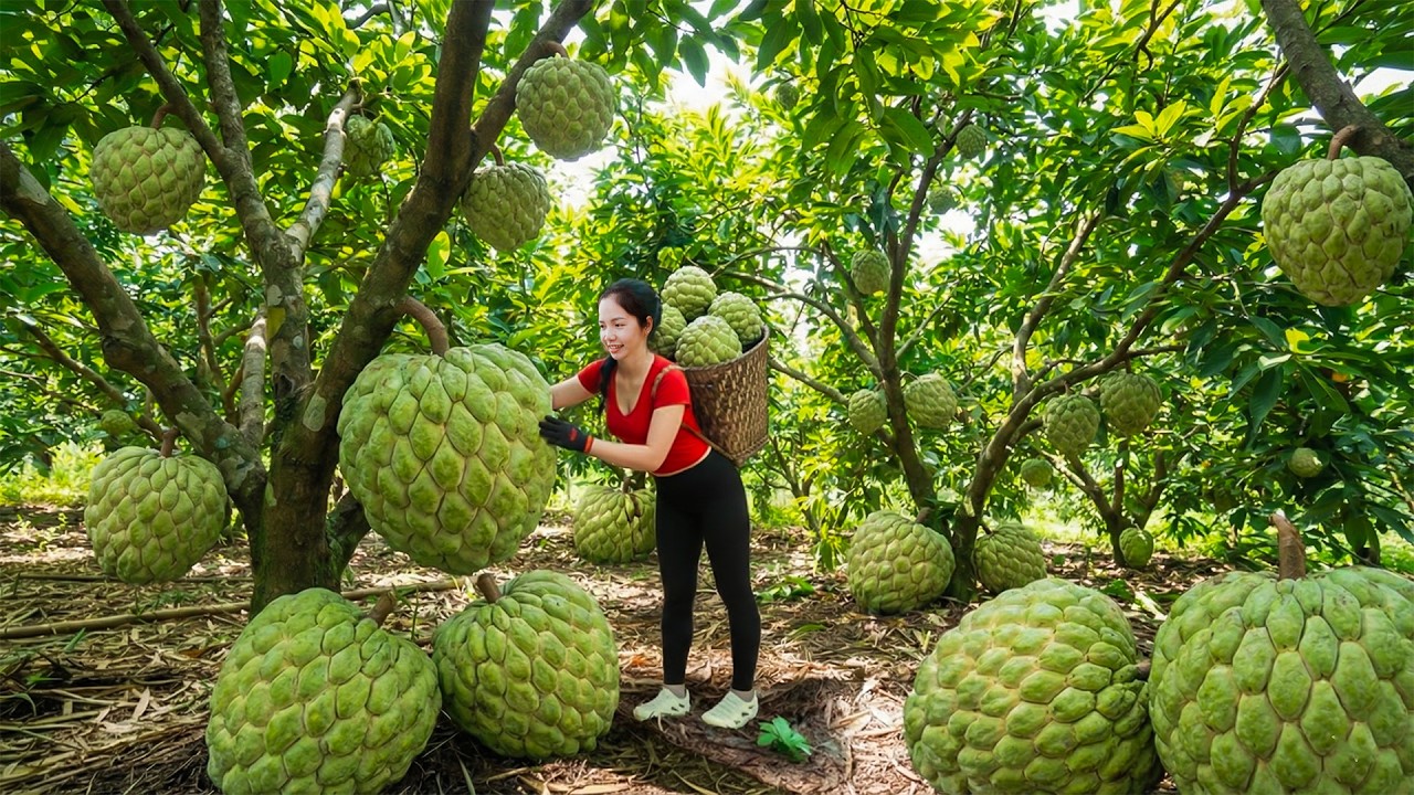 Harvesting 1000+Kg Custard Apple In Someone Else's Garden Stung by a Wasp, Go To Market Sell