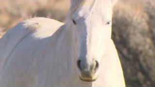 Rounding up wild horses