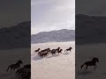 Majestic Wild Horses Galloping Through Snowy Mountains
