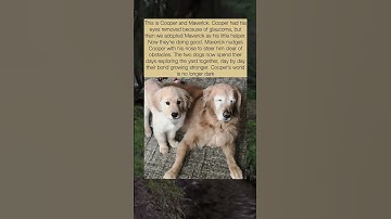 Thumbnail of My blind dog's best friend