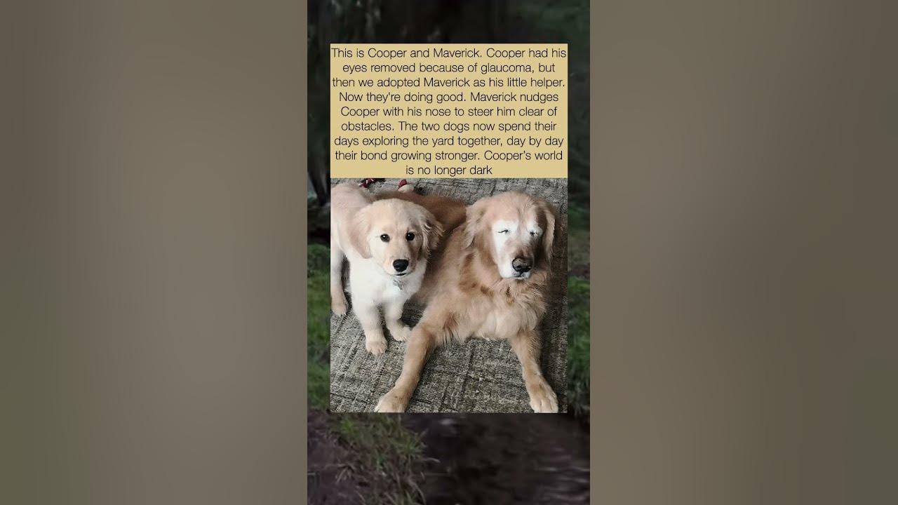 My blind dog's best friend