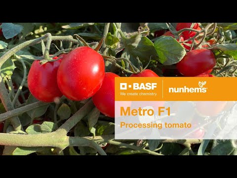 processing tomato Metro F1