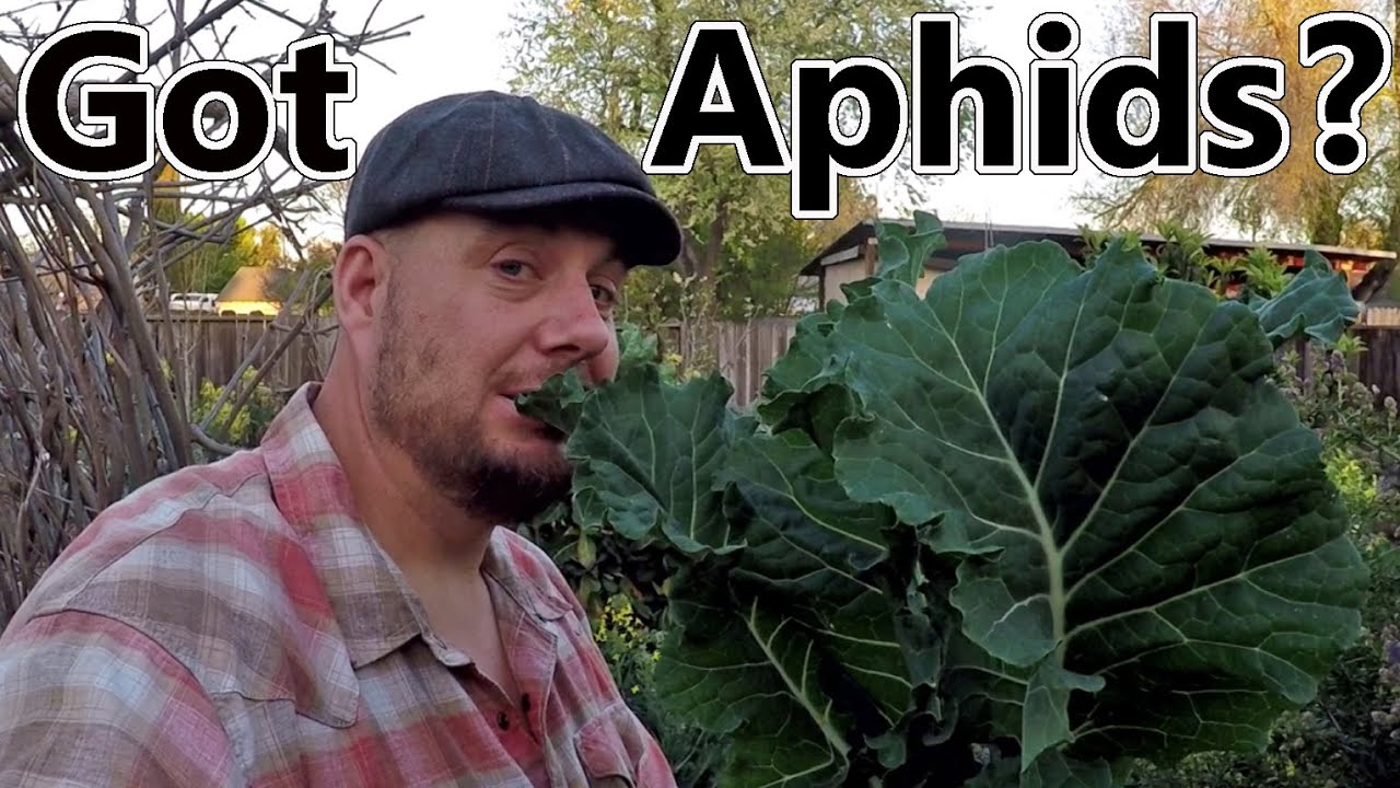 Are Aphids Destroying Your Greens? The Solution Is Easier Than You Thought!