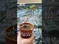 那須五葉松の剪定、針金掛け【文人風】#盆栽 #五葉松 #bonsai