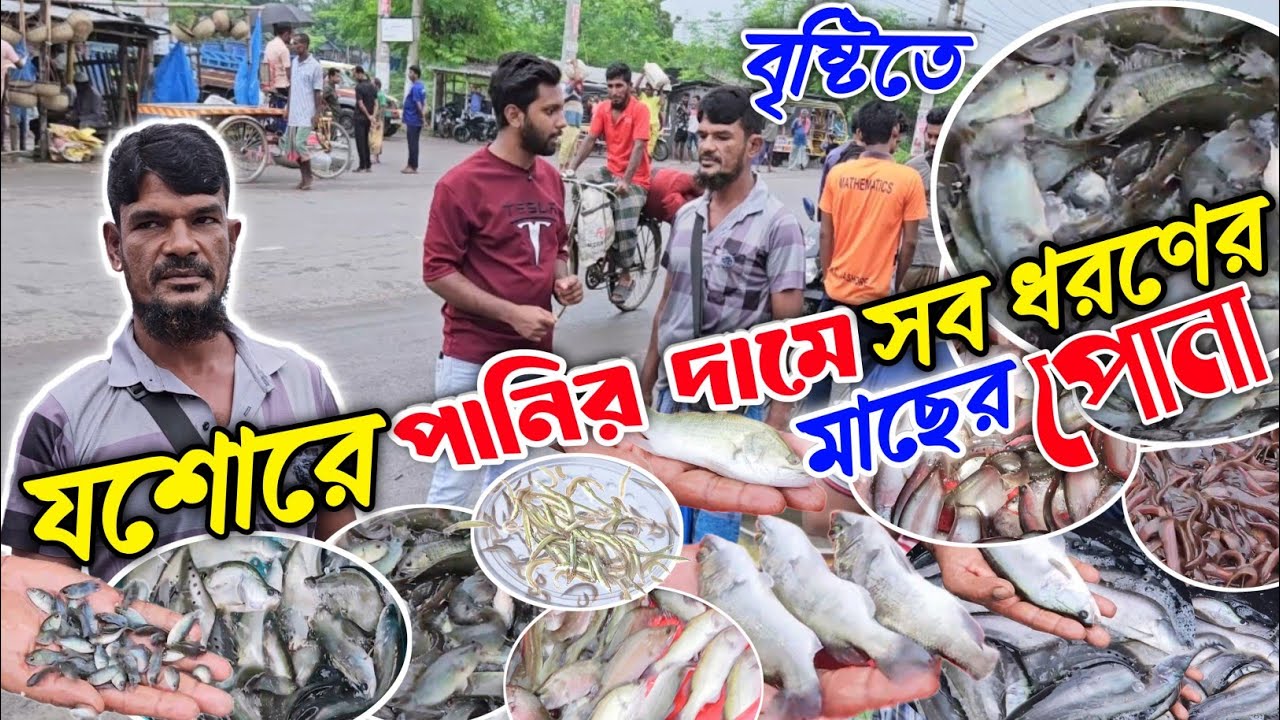 বৃষ্টিতে পানির দামে বিক্রি হচ্ছে সব ধরনের পোনা মাছ😳 যশোর চাঁচড়া মাছের পোনা বাজার।  