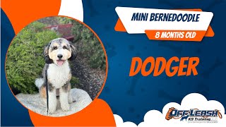 Mini Bernedoodle 🐶🦮Off leash Dog Training / Obedience Training 🦮🐶 by Off Leash K9 11 views 9 days ago 6 minutes, 20 seconds