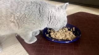 Adorable HUNGRY kitten (British shorthair) meows so much for her breakfast food