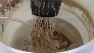 At Home DIY Marijuana MicroGrow Journal 9: Continuous Growth Week 7
