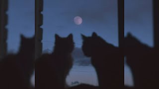 $zwecki - moonlight (slowed)