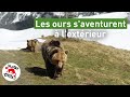 Les ours darosa saventurent  lextrieur  quatre pattes