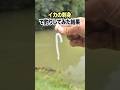 イカの刺身はワームを超える!?【釣り】