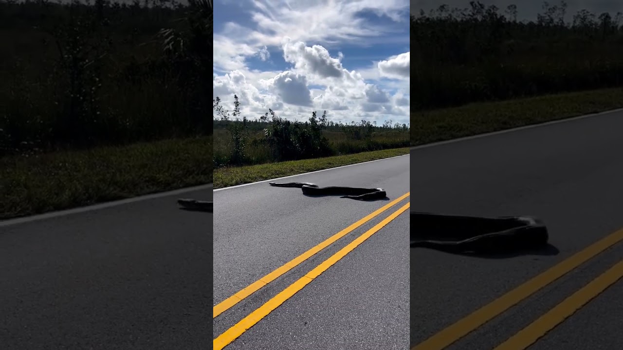 Filman gigantesca pitón birmana de 4.5 metros cruzando una carretera en Florida