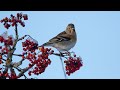 Vinterfåglar i ett rönnbärsträd 4K